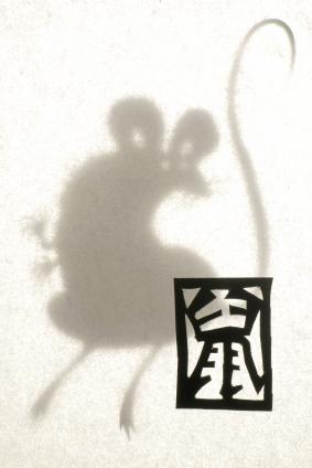 Chinese rat