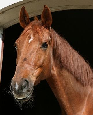 beautiful horse