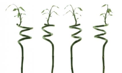 luckybamboo