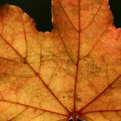 fall activities for kids