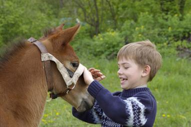 horse grooming