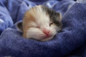 A baby cat