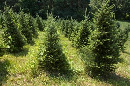 artificial vs organic christmas trees lovetoknow artificial vs organic christmas trees lovetoknow