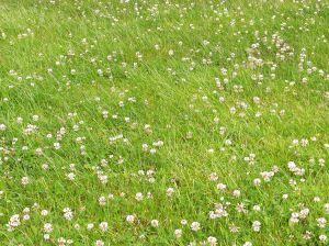 Organic Lawn Care