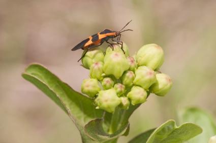 Organic Pest Control