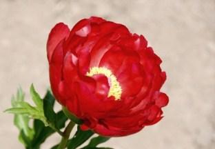 Red peony