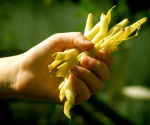how to make wax bean recipes