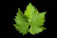 Vegetarian Grape Leaves