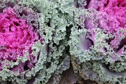 Cooking Kale
