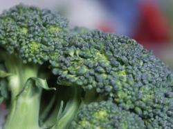 Broccoli Casserole