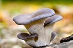 oyster mushroom