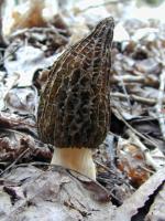 Morel mushroom