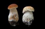 Bolete mushroom