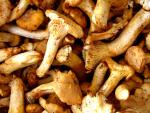 Chanterelle mushroom