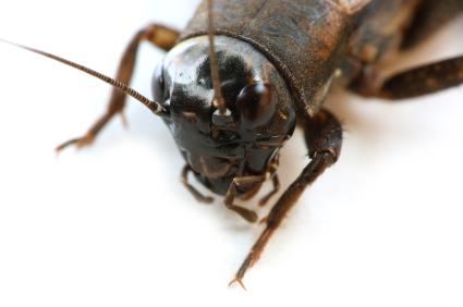Cricket