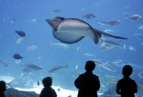 Monterey Bay Aquarium 