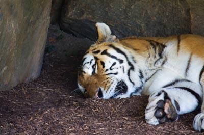 zoo animals