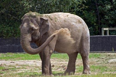 Animals at the zoo