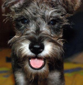 a pet dog