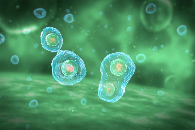 Cell division stages of mitosis