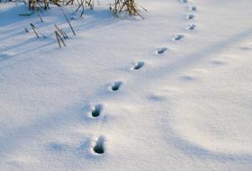 Animal tracce