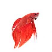 Red betta fish
