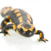 Salamander 