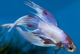 White and red veiltail betta