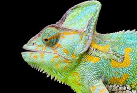 Yemen Chameleon