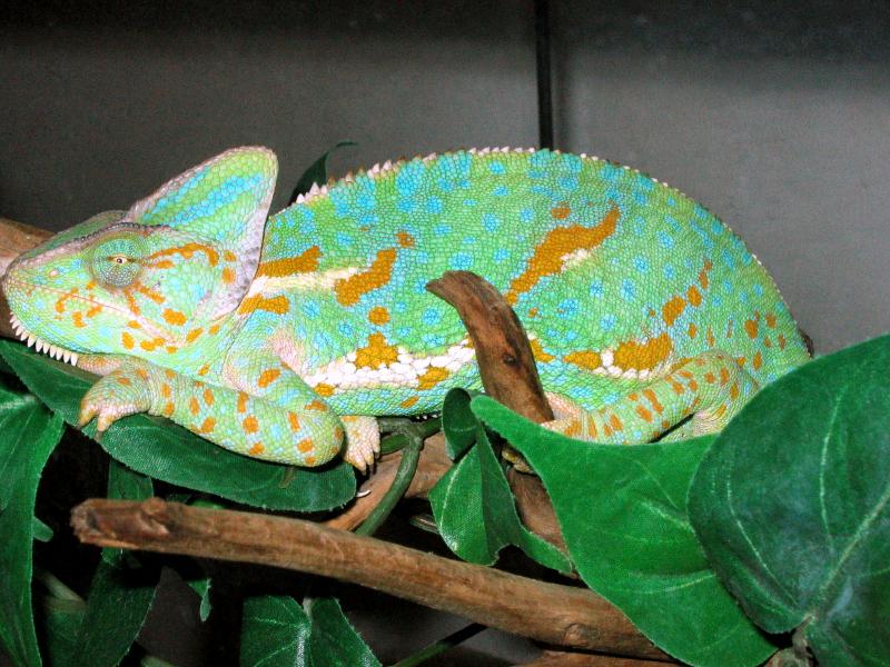 Chameleon Facts [Slideshow]