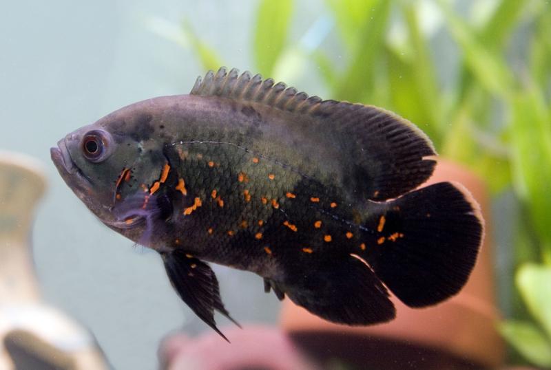 picture of an oscar fish