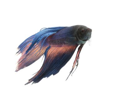 Betta with diseased tail