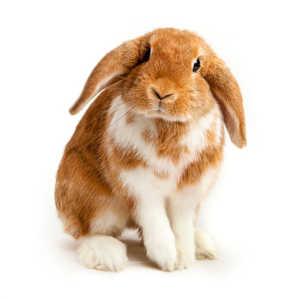 Lop-eared rabbit