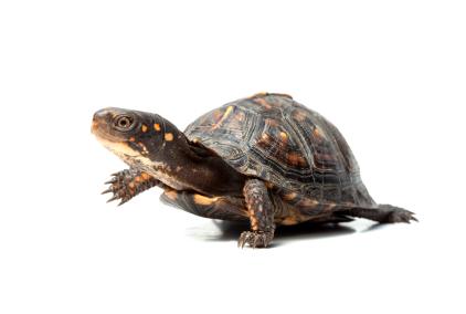 Types of Pet Turtles