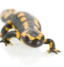 Salamander