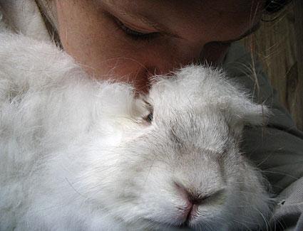 Angora Rabbit Hair Care