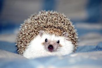African pygmy hedgehog; copyright Susannahietanen at Dreamstime.com