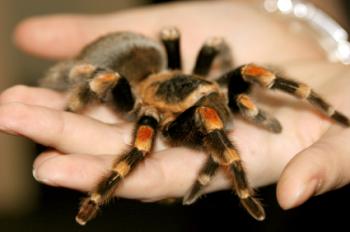 Mexican redknee tarantula