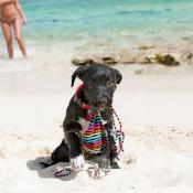 dog running away with woman's bikini top
