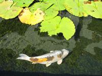 Live Koi tvenkiniuose