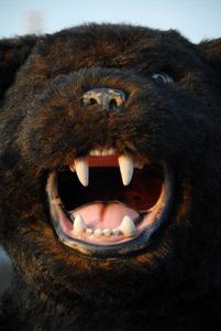 Bear mascot costume
