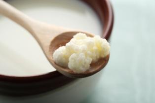 Image result for kefir grains