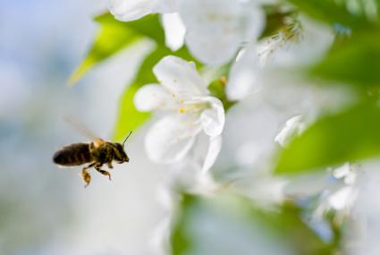 Bee Pollen Age Reversal