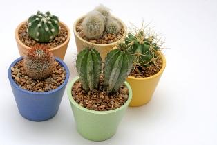 western wedding favors