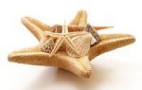 starfish centerpiece