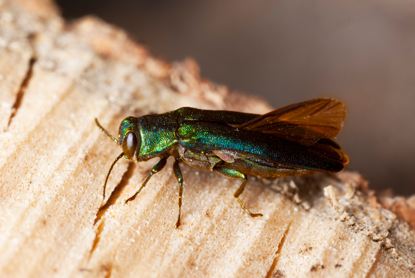emerald ash borer lovetoknow blogs garden emerald ash borer facts
