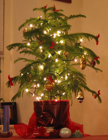 keeping your living christmas tree alive lovetoknow keeping your living christmas tree alive lovetoknow