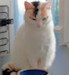 LoveToKnow Family & Lifestyle - Cats