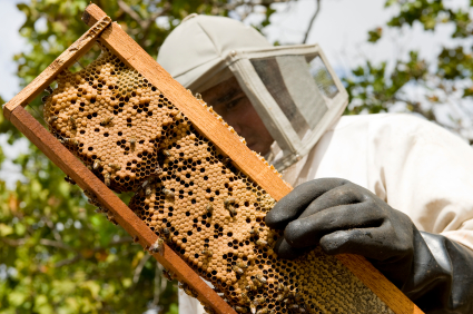 Beekeeping Sites
