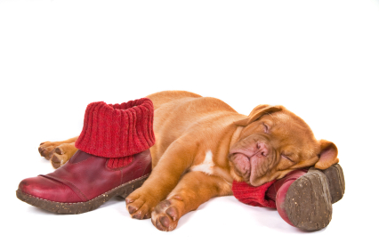 Biggest Dog Breeds